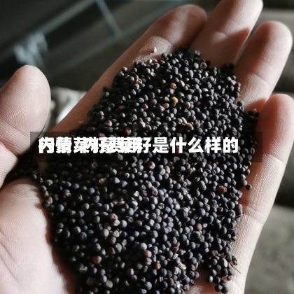 内蒙菜籽费用行情/内蒙菜籽是什么样的-第3张图片