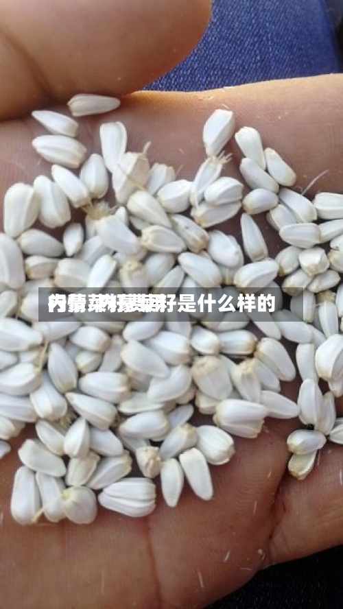 内蒙菜籽费用行情/内蒙菜籽是什么样的-第2张图片