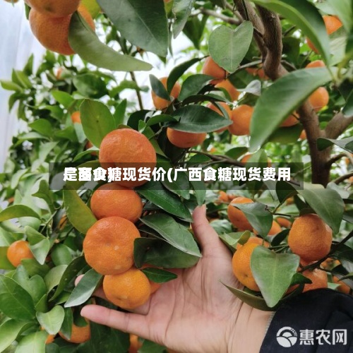 广西食糖现货价(广西食糖现货费用是多少)-第2张图片