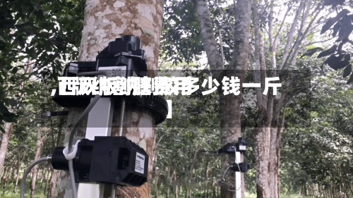 【版纳割胶费用,西双版纳割胶多少钱一斤】