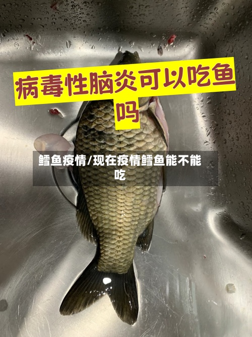 鳕鱼疫情/现在疫情鳕鱼能不能吃