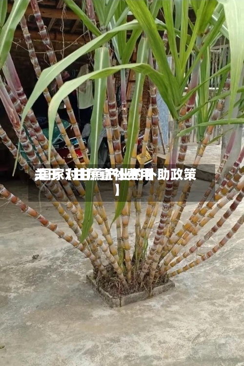 关于【甘蔗直补费用
,国家对甘蔗产业的补助政策】-第2张图片