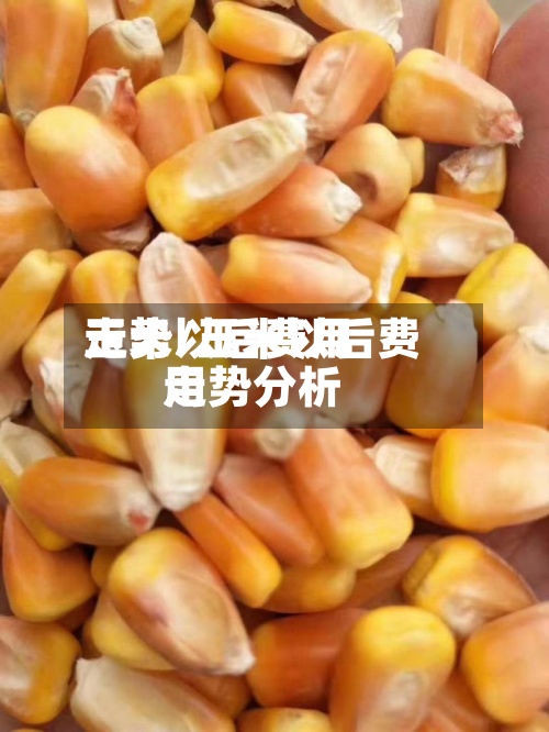 玉米以后费用走势/玉米以后费用走势分析