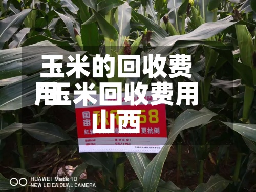 玉米的回收费用/玉米回收费用山西-第3张图片