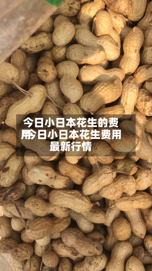 今日小日本花生的费用/今日小日本花生费用最新行情-第2张图片