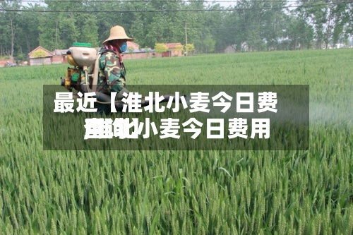最近【淮北小麦今日费用,淮北小麦今日费用查询】-第2张图片