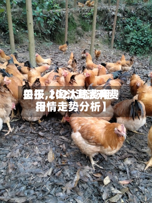 关于【淘汰鸡费用日报,2021淘汰鸡费用行情走势分析】