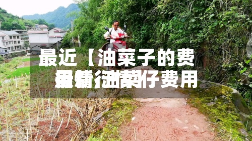 最近【油菜子的费用行情,油菜仔费用最新行情】-第2张图片