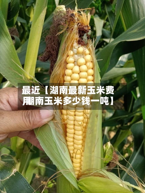 最近【湖南最新玉米费用,湖南玉米多少钱一吨】-第2张图片