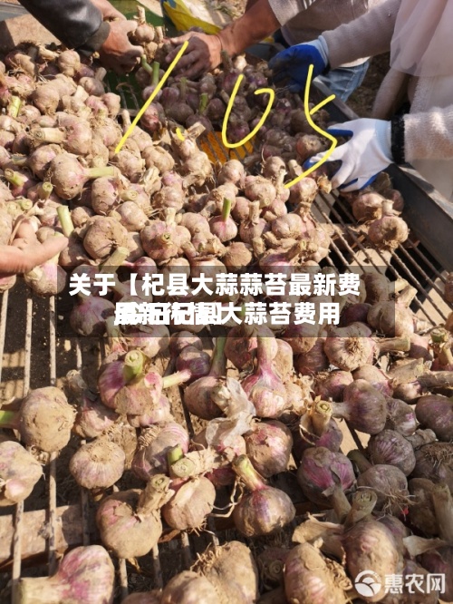 关于【杞县大蒜蒜苔最新费用,今日杞县大蒜苔费用最新行情】