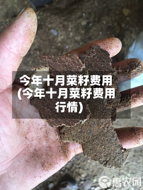 今年十月菜籽费用(今年十月菜籽费用行情)