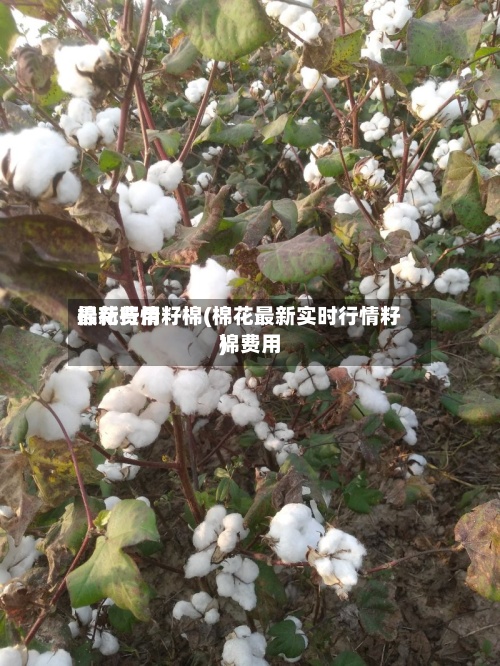 棉花费用最新行情籽棉(棉花最新实时行情籽棉费用)