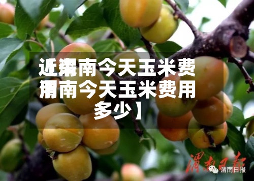 近来【渭南今天玉米费用渭南今天玉米费用多少】