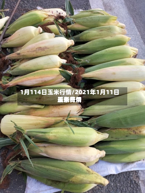 1月114日玉米行情/2021年1月11日玉米费用最新行情-第3张图片