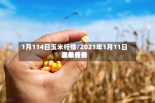 1月114日玉米行情/2021年1月11日玉米费用最新行情-第2张图片