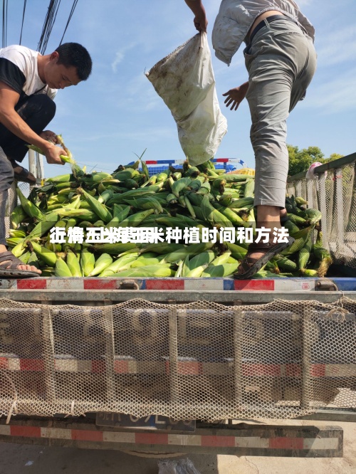 上海玉米费用行情/上海玉米种植时间和方法