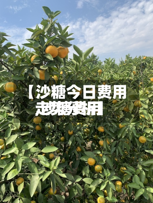【沙糖今日费用,沙糖费用走势分析】-第2张图片