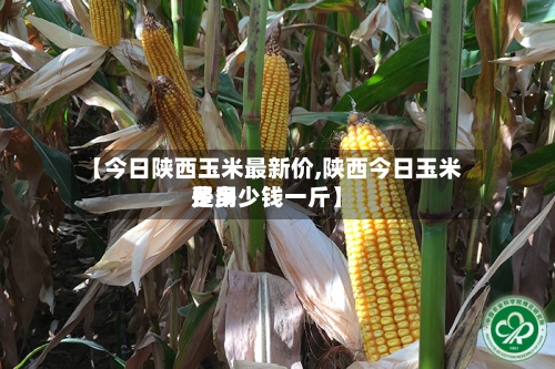 【今日陕西玉米最新价,陕西今日玉米费用是多少钱一斤】