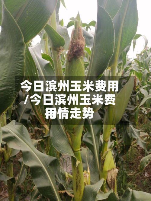 今日滨州玉米费用/今日滨州玉米费用行情走势-第2张图片