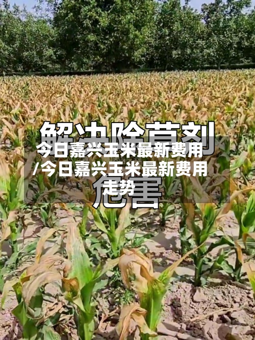 今日嘉兴玉米最新费用/今日嘉兴玉米最新费用走势-第3张图片