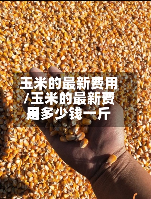 玉米的最新费用/玉米的最新费用是多少钱一斤