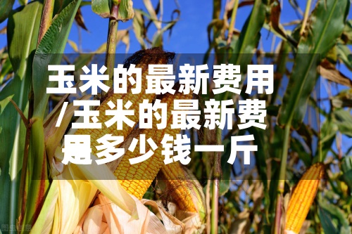 玉米的最新费用/玉米的最新费用是多少钱一斤-第2张图片