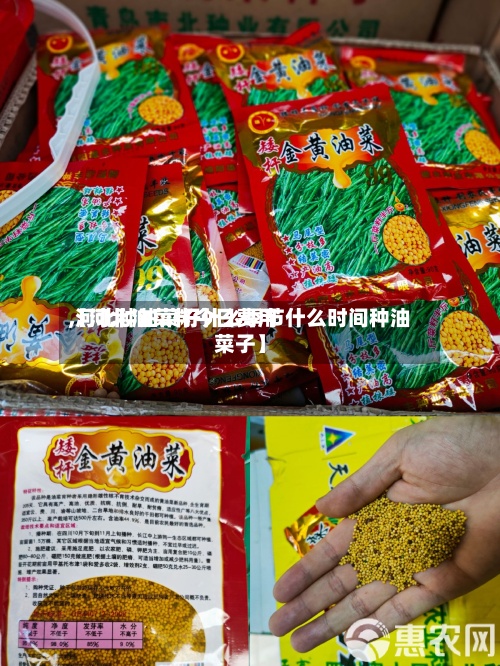 【河北油菜籽今日费用,河北种油菜籽什么季节什么时间种油菜子】-第2张图片