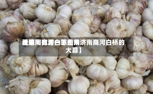 近来【济南商河白蒜费用我想问你看一下山东济南商河白桥的大蒜】