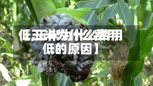 【玉米为什么费用低,玉米为什么费用低的原因】