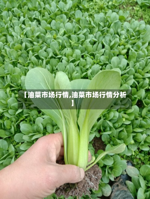 【油菜市场行情,油菜市场行情分析】