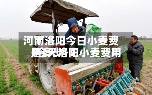 河南洛阳今日小麦费用/今天洛阳小麦费用是多少-第2张图片