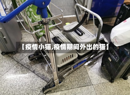【疫情小猫,疫情期间外出的猫】-第2张图片