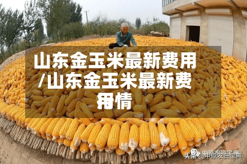 山东金玉米最新费用/山东金玉米最新费用行情