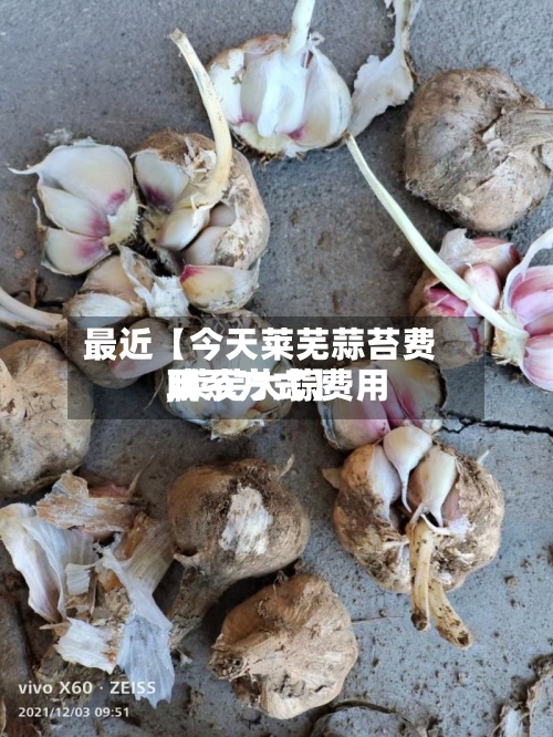 最近【今天莱芜蒜苔费用,莱芜大蒜费用联系方式】-第3张图片