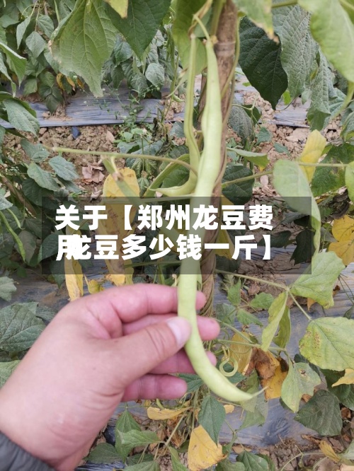 关于【郑州龙豆费用,龙豆多少钱一斤】-第2张图片