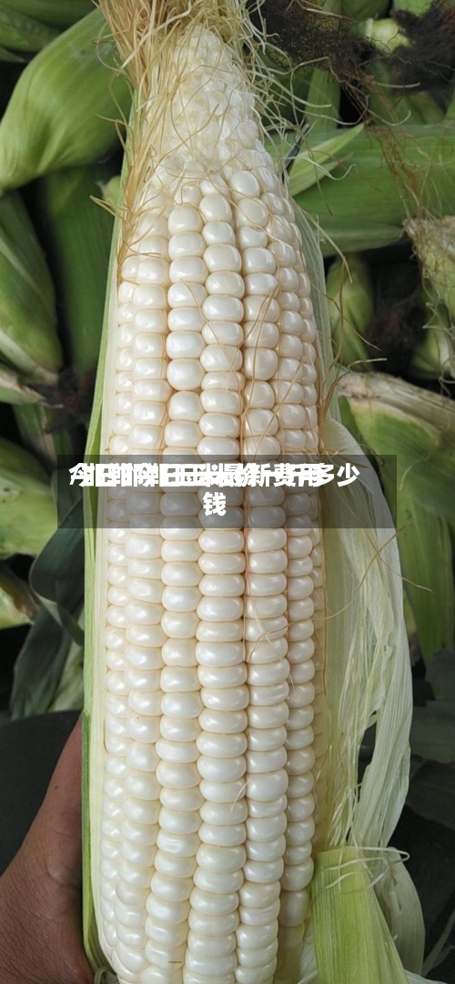 今日邯郸玉米最新费用/邯郸今日玉米价一斤多少钱-第3张图片
