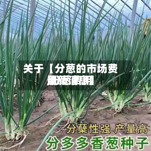关于【分葱的市场费用,分葱费用最新消息】-第3张图片