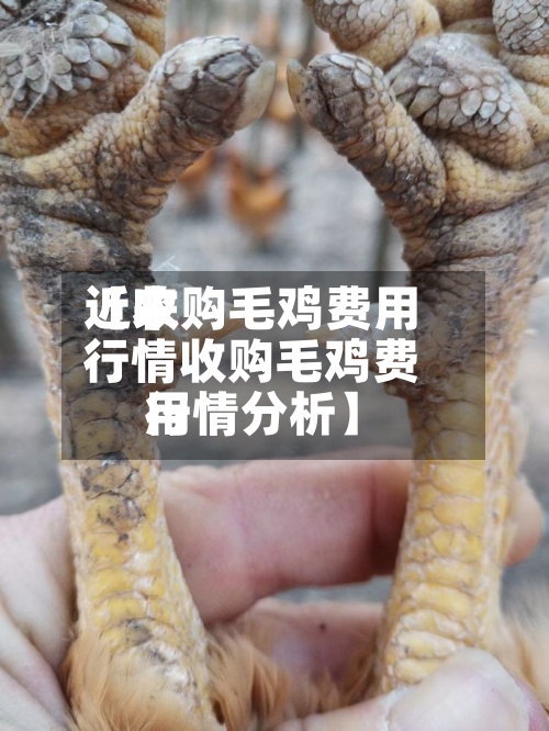 近来【收购毛鸡费用行情收购毛鸡费用行情分析】