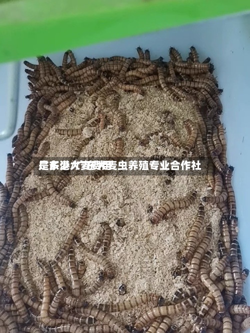 广东港大麦费用是多少/广东大麦虫养殖专业合作社-第2张图片