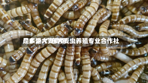广东港大麦费用是多少/广东大麦虫养殖专业合作社