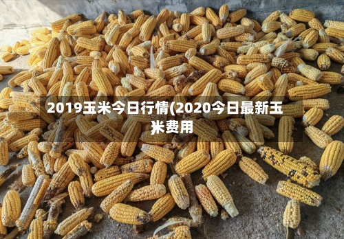 2019玉米今日行情(2020今日最新玉米费用)