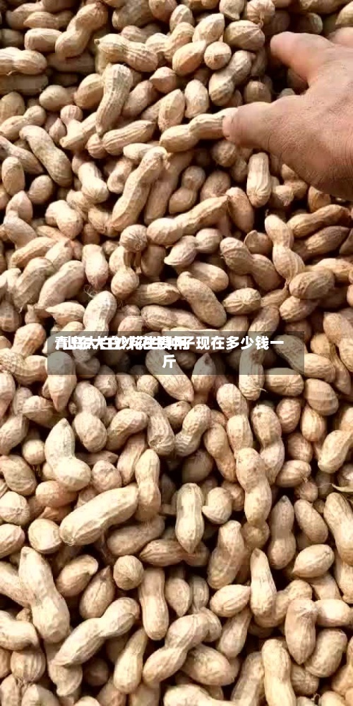 青岛大白沙花生费用/山东大白沙花生种子现在多少钱一斤
