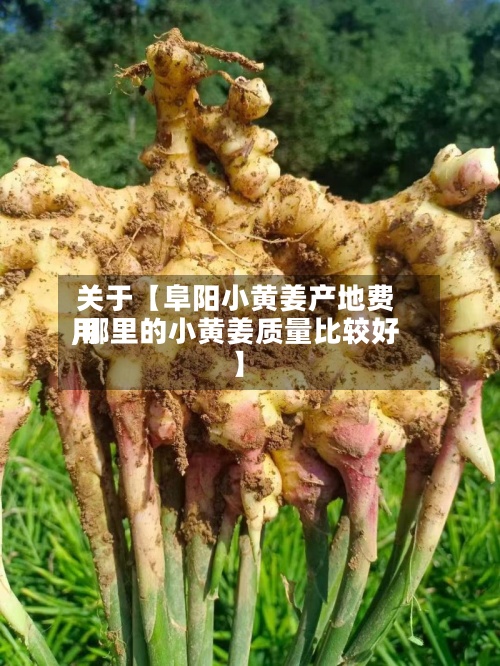 关于【阜阳小黄姜产地费用,哪里的小黄姜质量比较好】-第2张图片