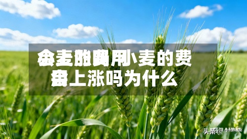 小麦的费用会上涨吗/小麦的费用会上涨吗为什么
