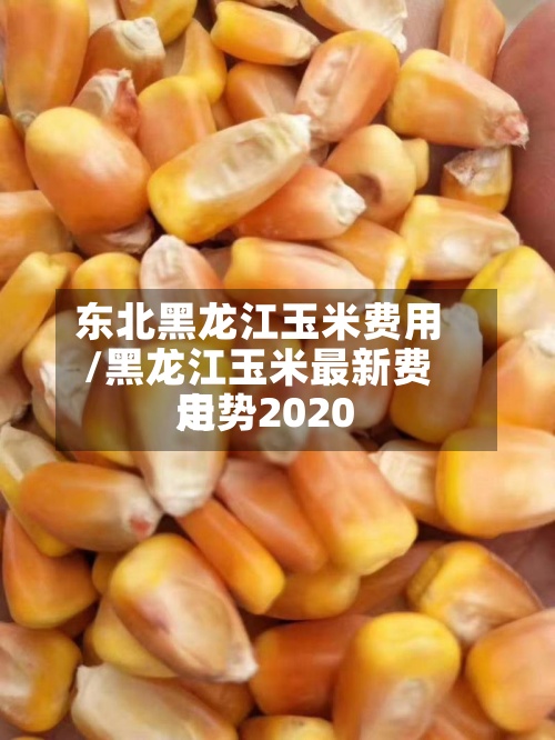 东北黑龙江玉米费用/黑龙江玉米最新费用走势2020-第2张图片