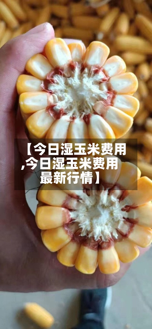 【今日湿玉米费用,今日湿玉米费用最新行情】