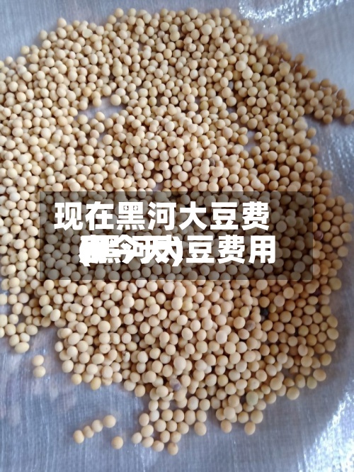 现在黑河大豆费用(黑河大豆费用表今天)