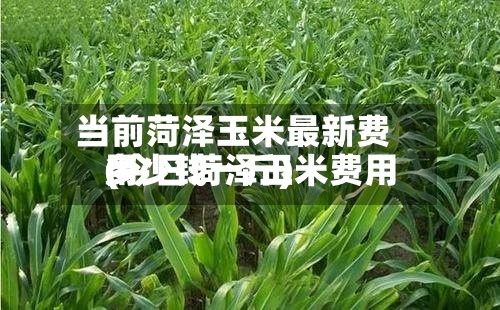 当前菏泽玉米最新费用(今日菏泽玉米费用多少钱一斤)