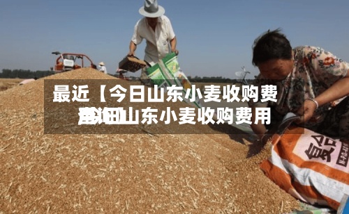 最近【今日山东小麦收购费用,今日山东小麦收购费用查询】-第2张图片