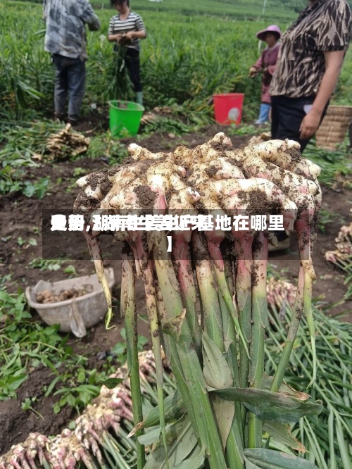 关于【湖南生姜近来费用走势,湖南生姜生产基地在哪里】-第3张图片